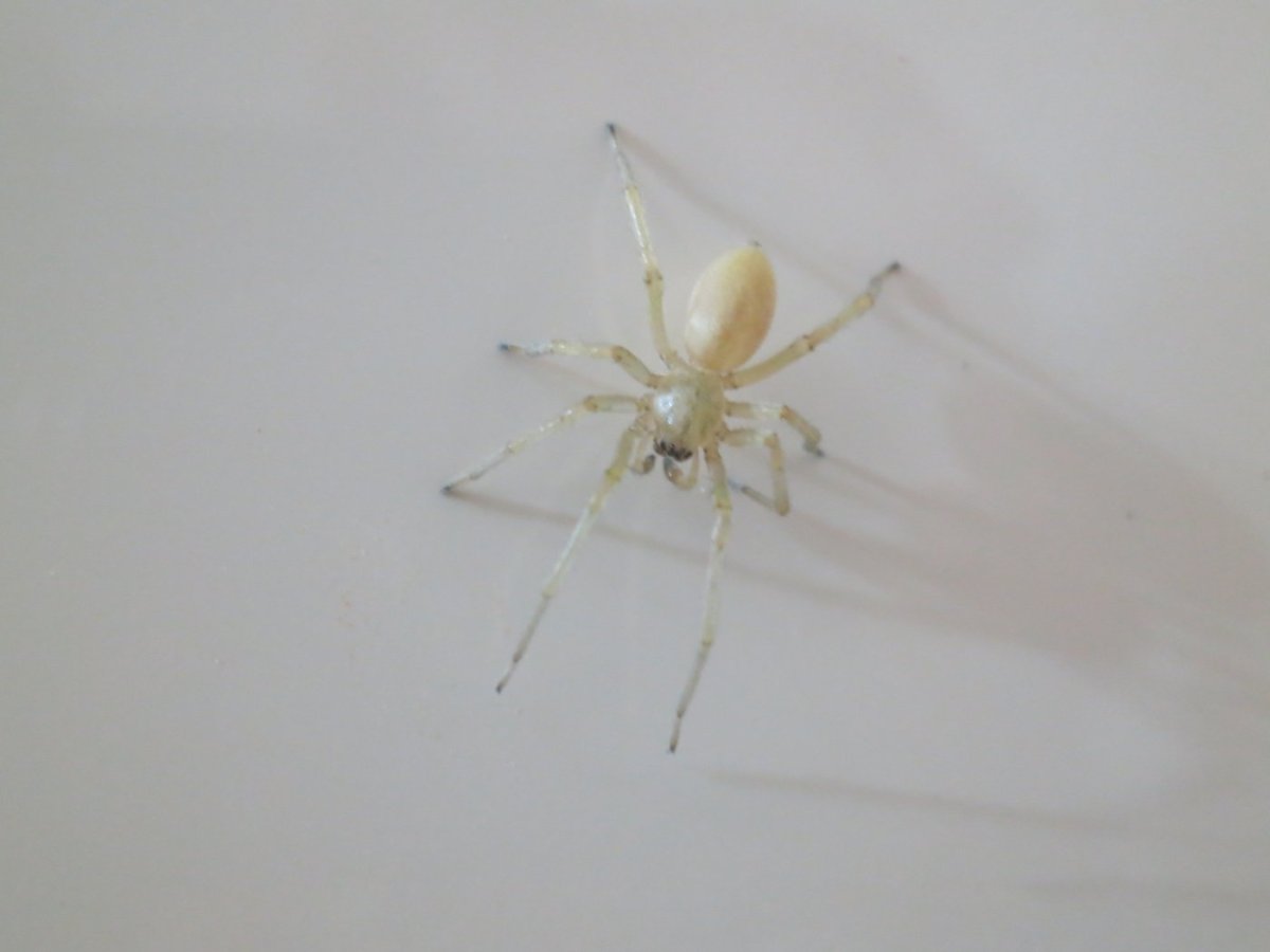 Белый паук сбоку