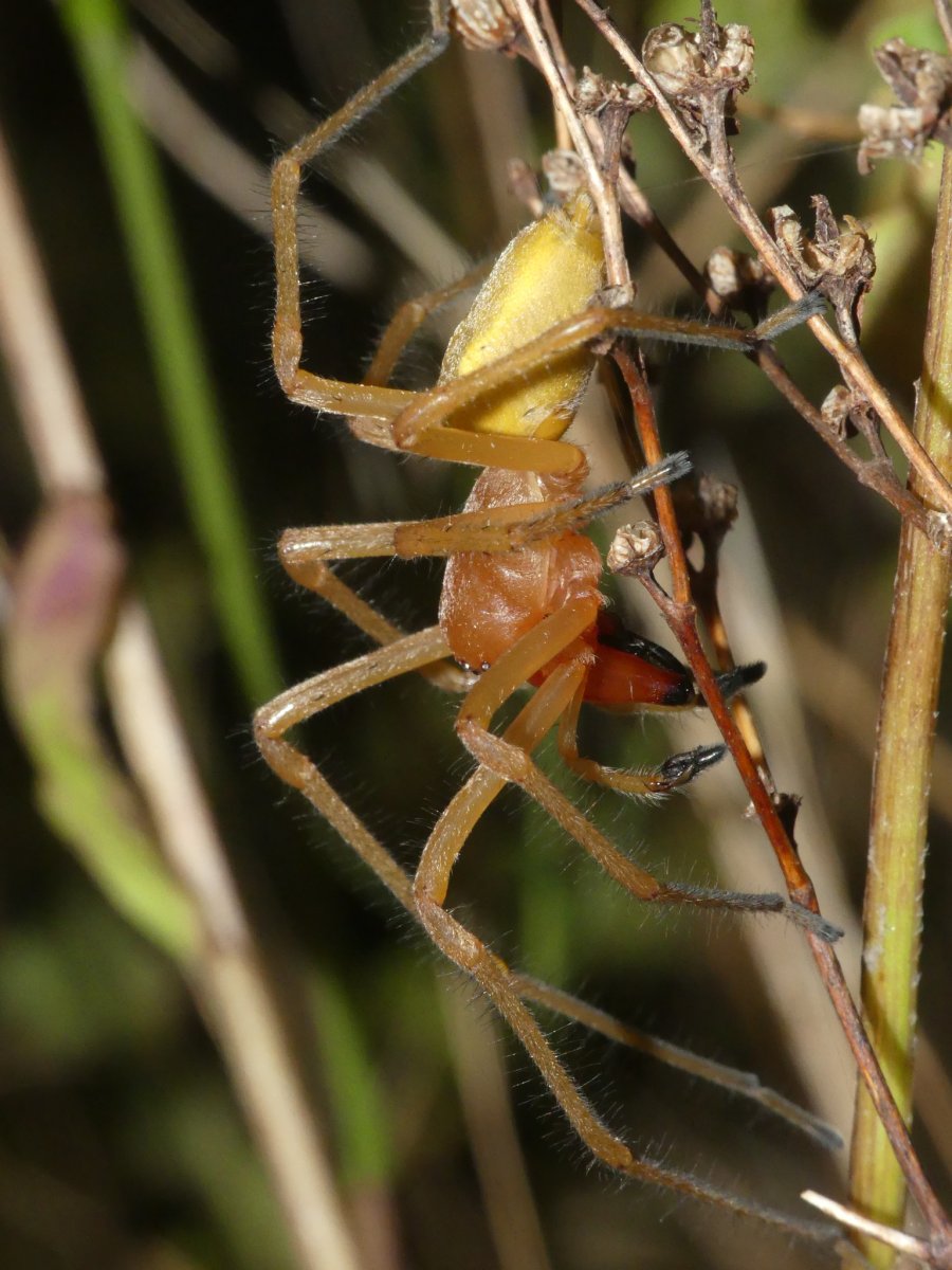 Сумчатый паук Cheiracanthium punctorium