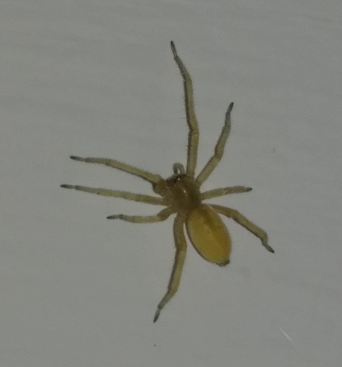 Cheiracanthium mildei паук