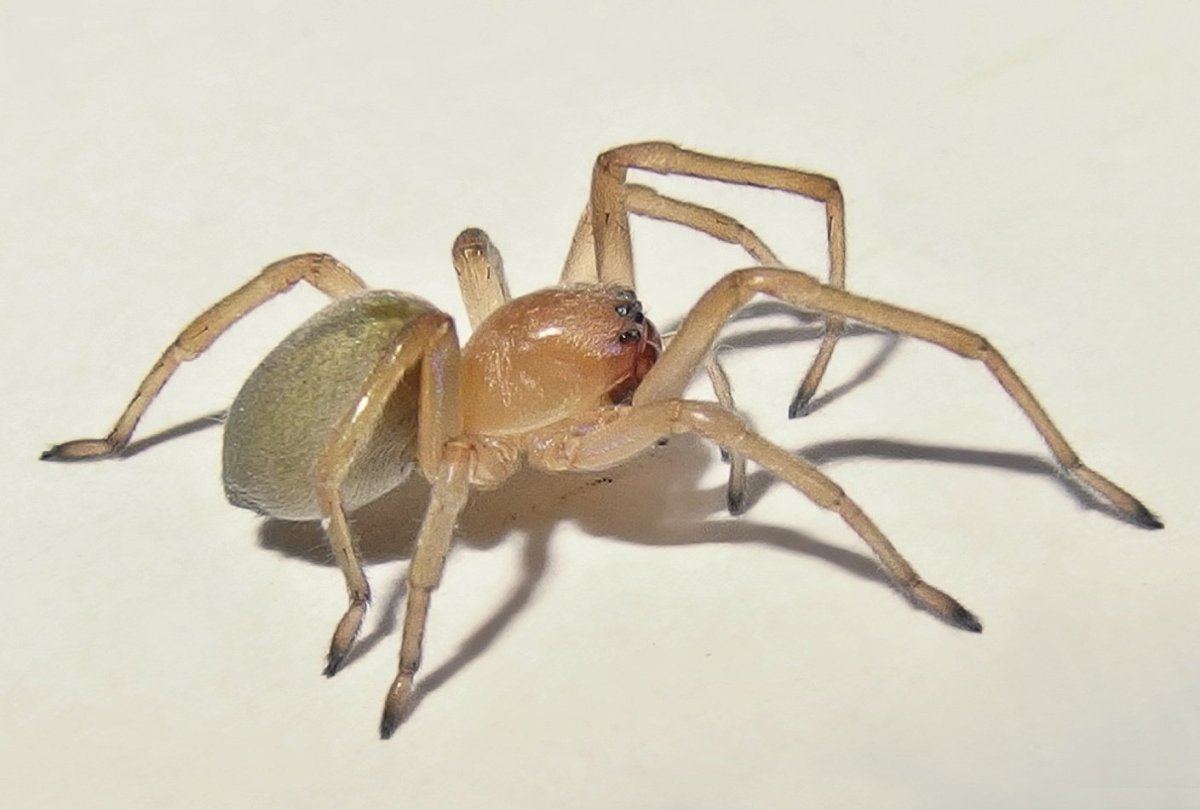 Паук хейракантиум белый