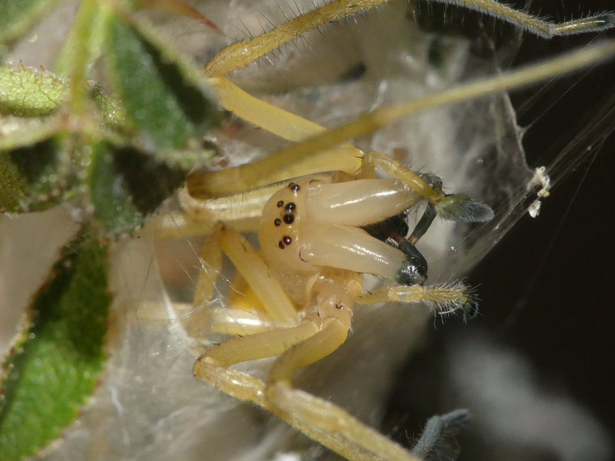 Сумчатый паук Cheiracanthium punctorium