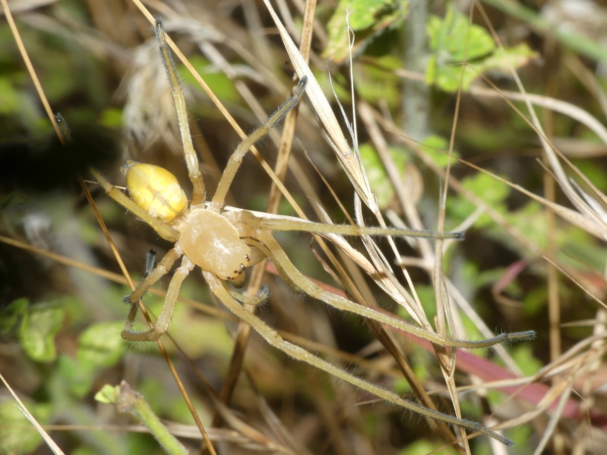 Сумчатый паук Cheiracanthium punctorium