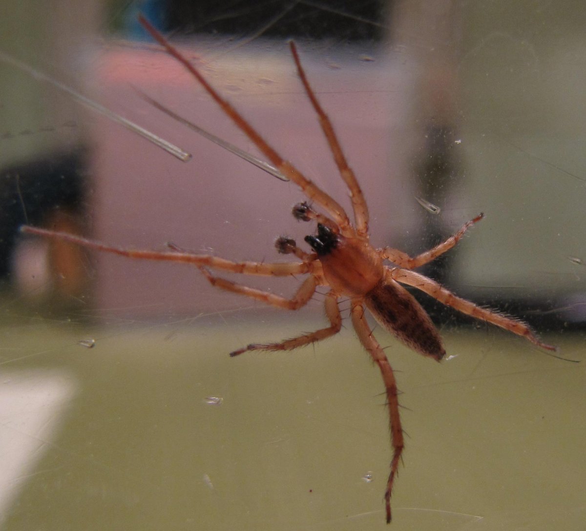 Long-legged sac Spider - Cheiracanthium