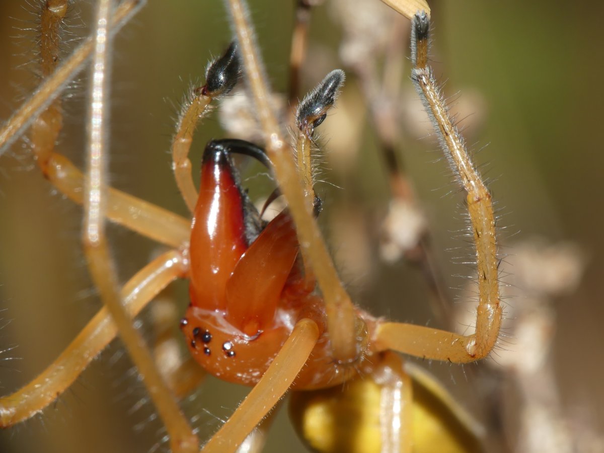 Myrmecia nigrocincta
