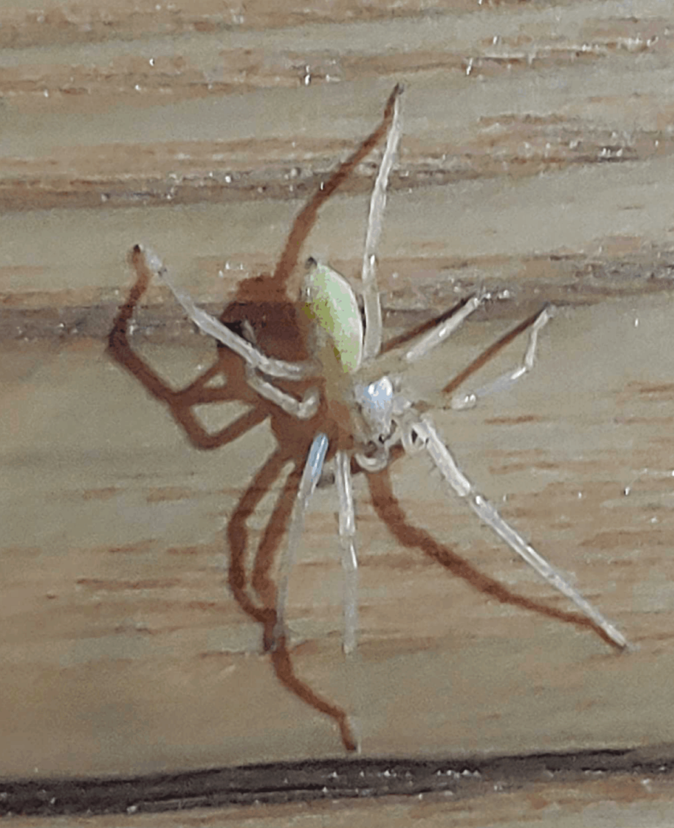 Cheiracanthium mildei