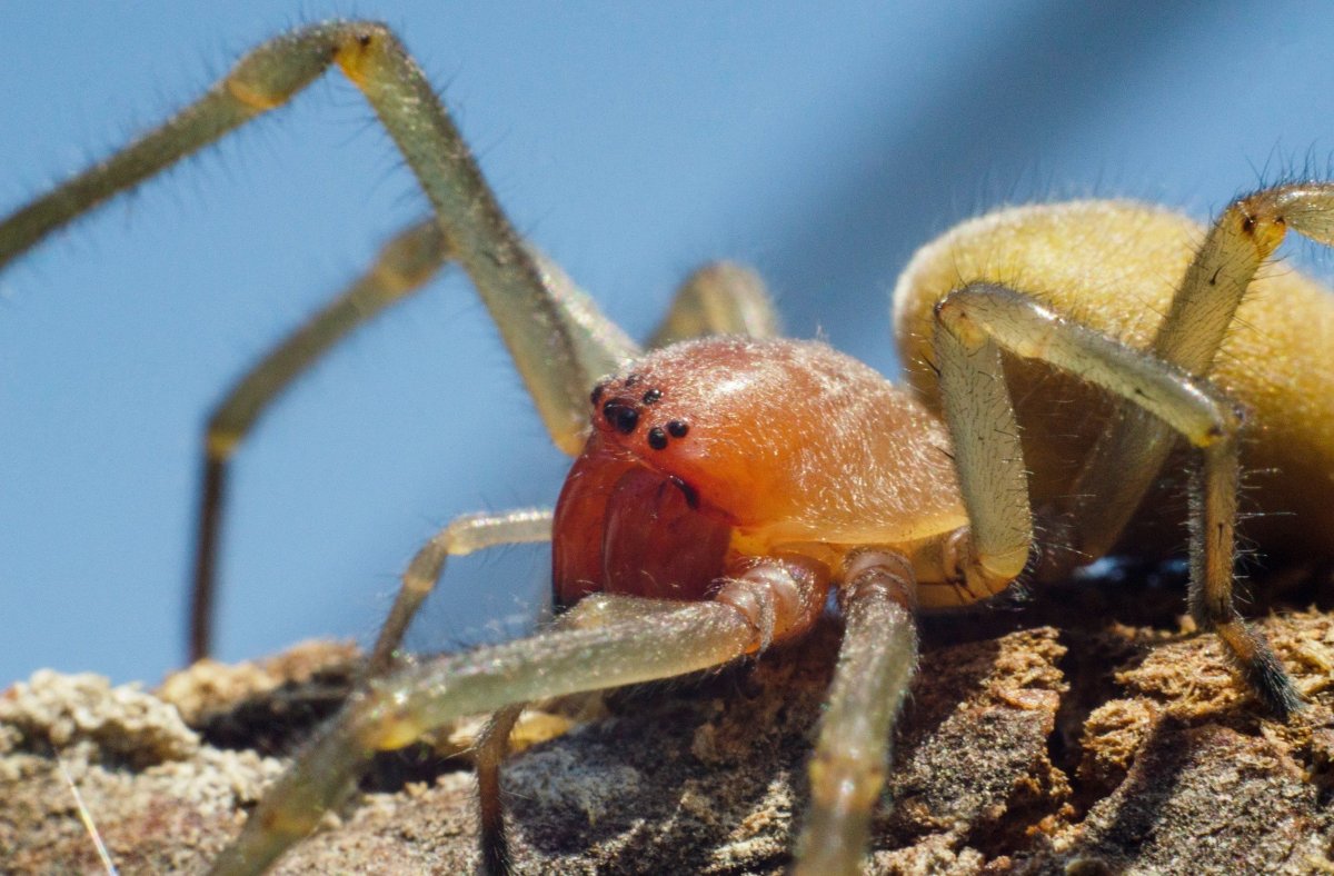 Cheiracanthium inclusum паук