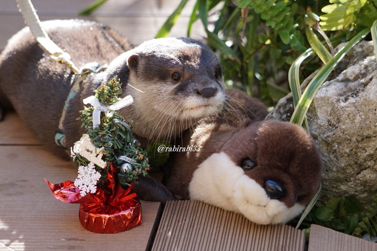 Выдра с бантиком