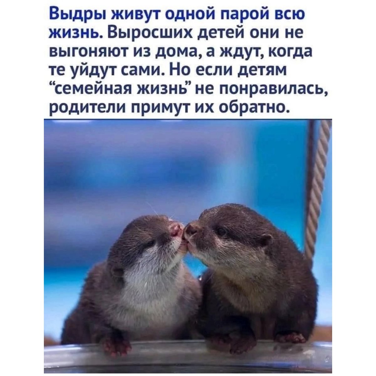 Каланы обнимашки