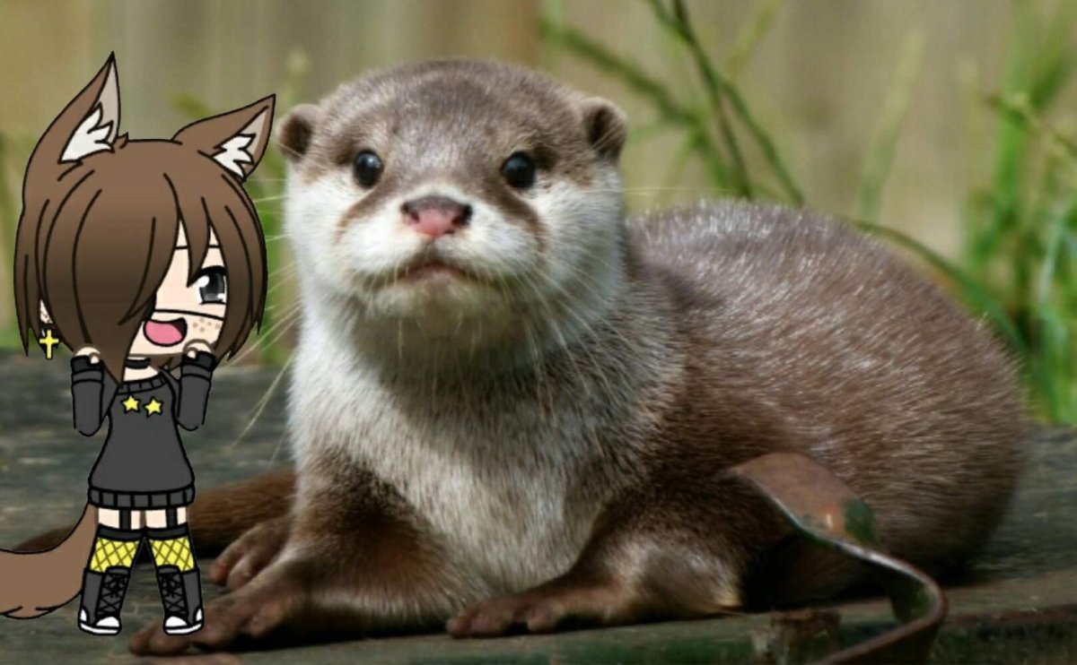 Японская Речная выдра