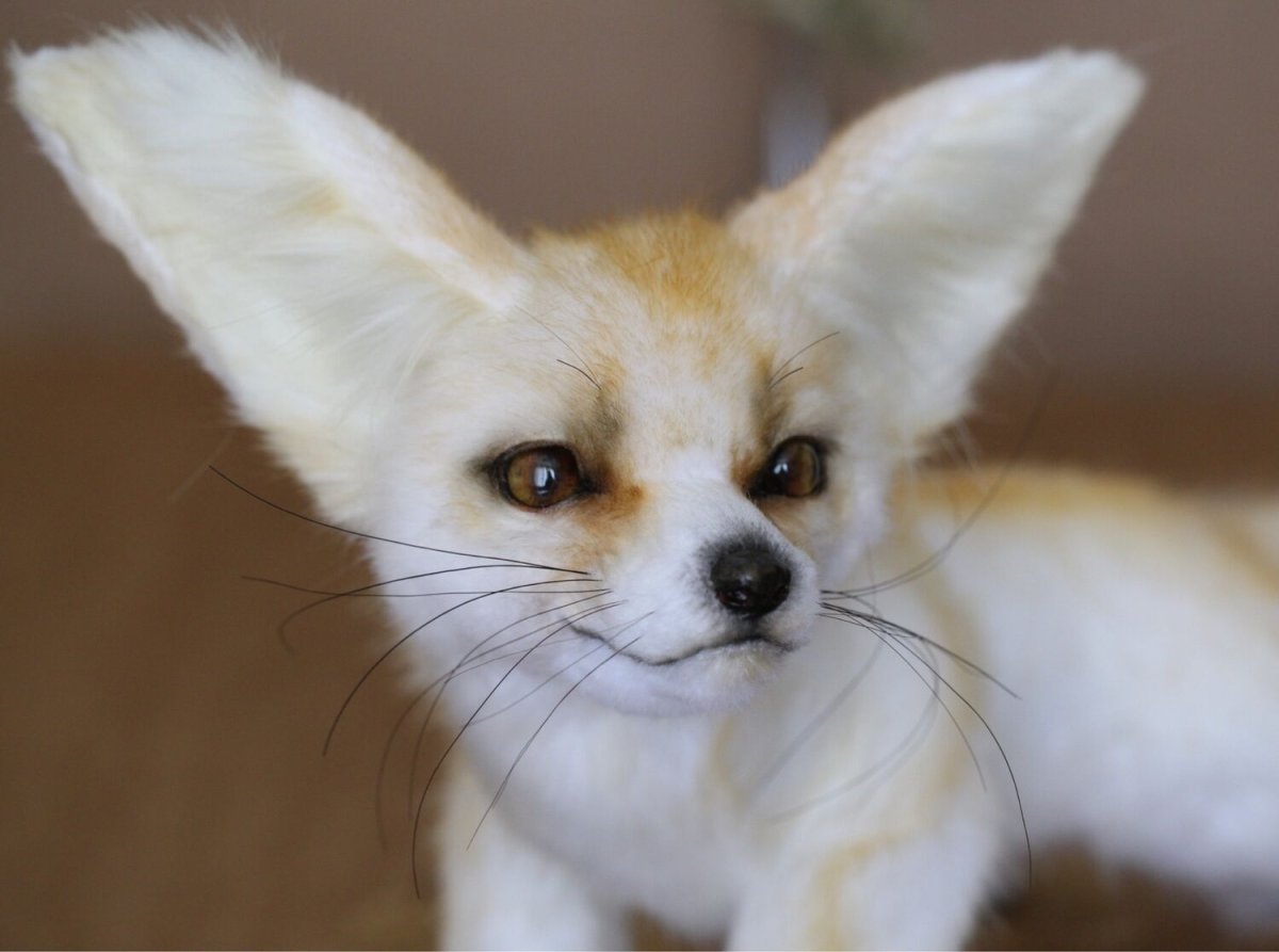 Фенек в короне