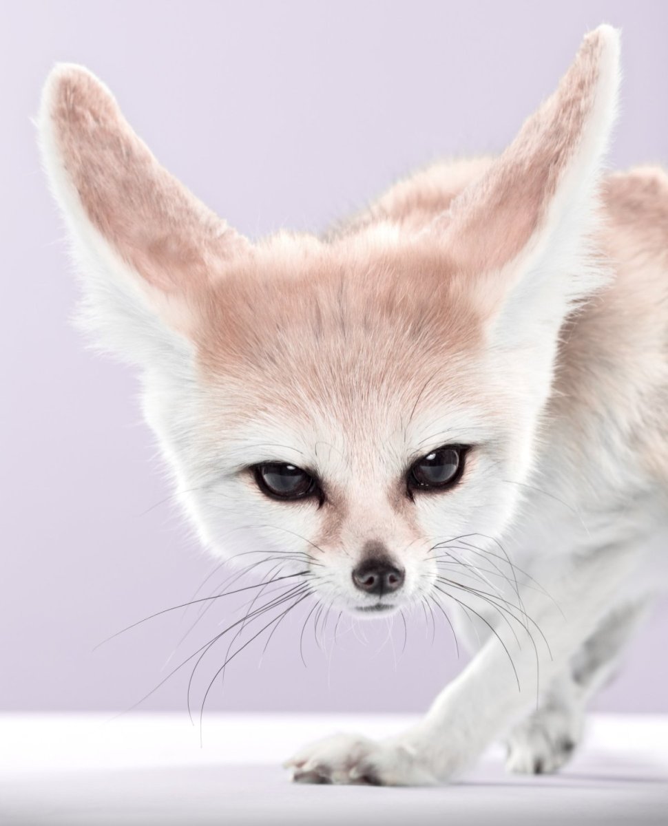 Фенек лысый