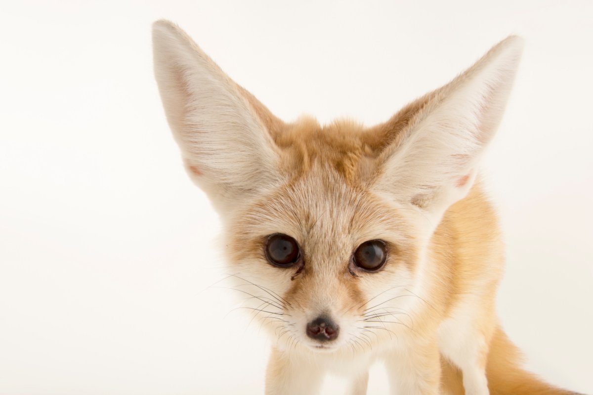 Fennec лайм