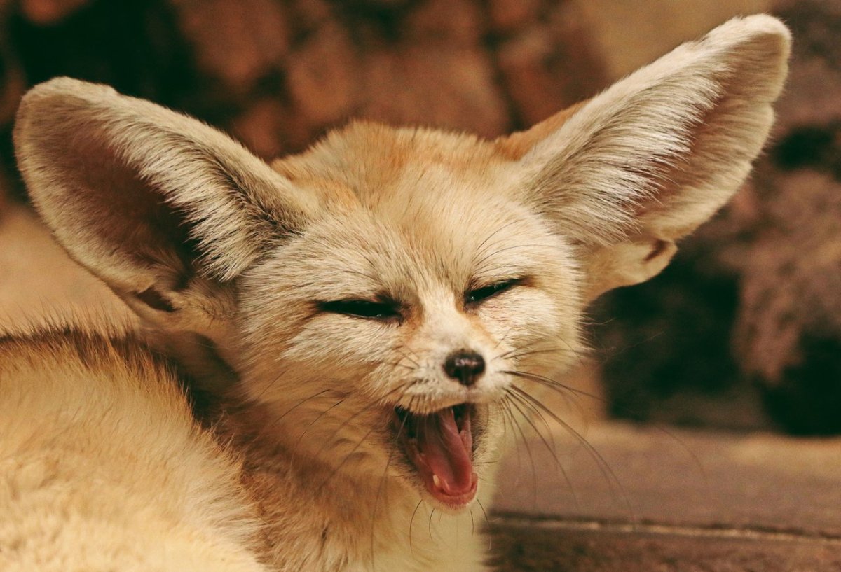 Фенек Эстетика