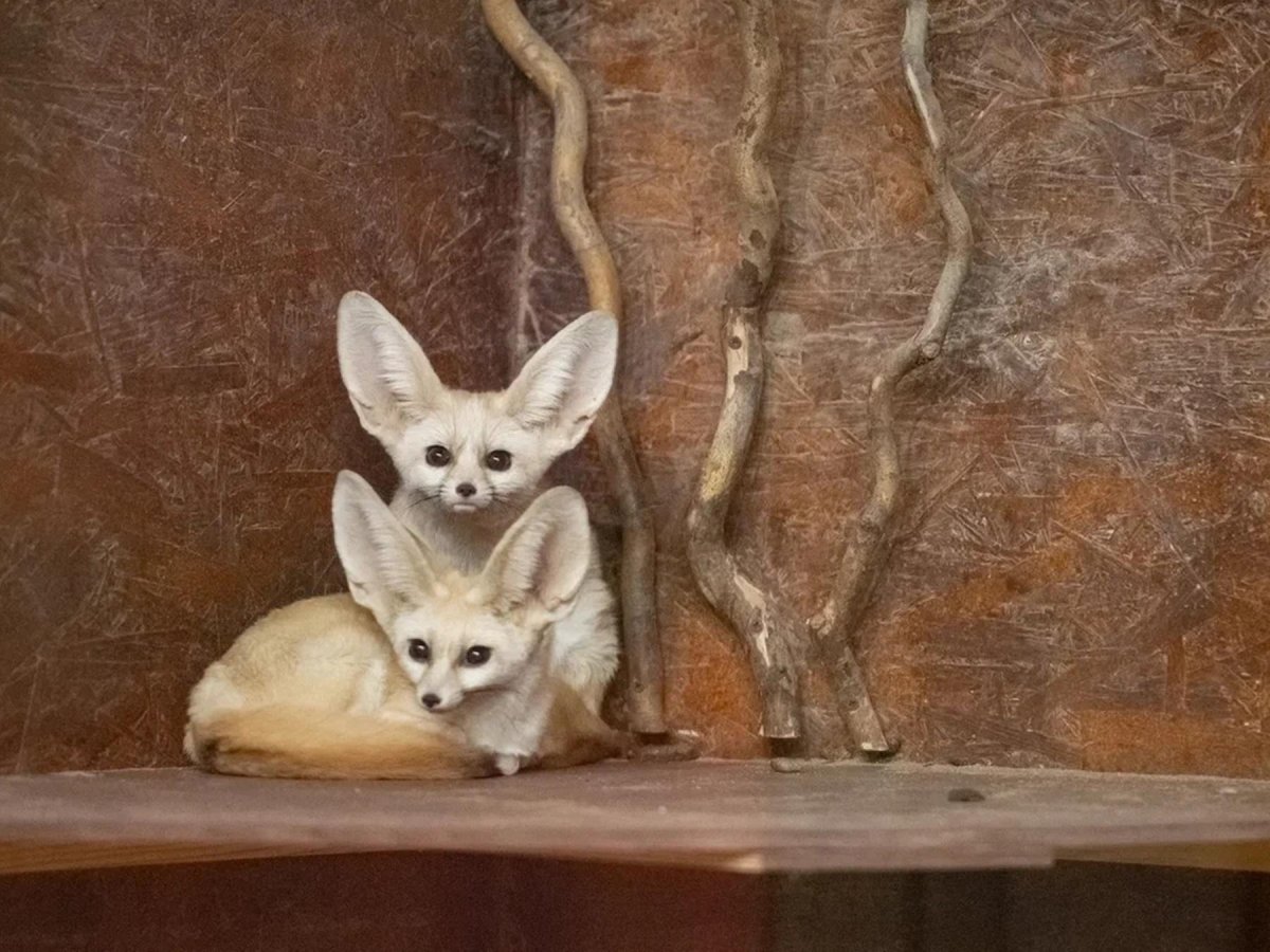 Лисички фенек