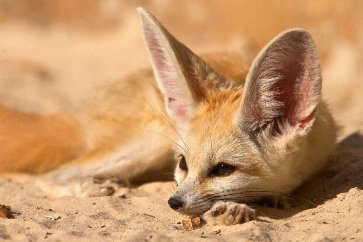 Лисица фенек