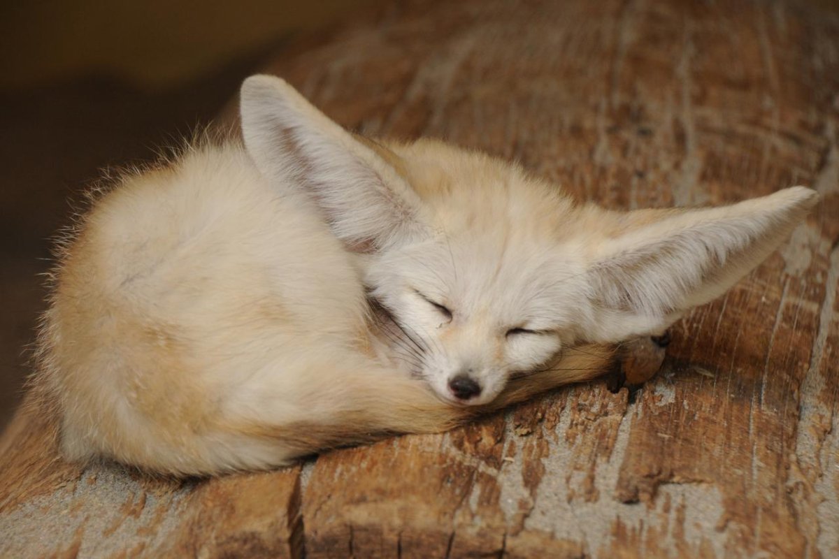 Песчаная лиса фенек