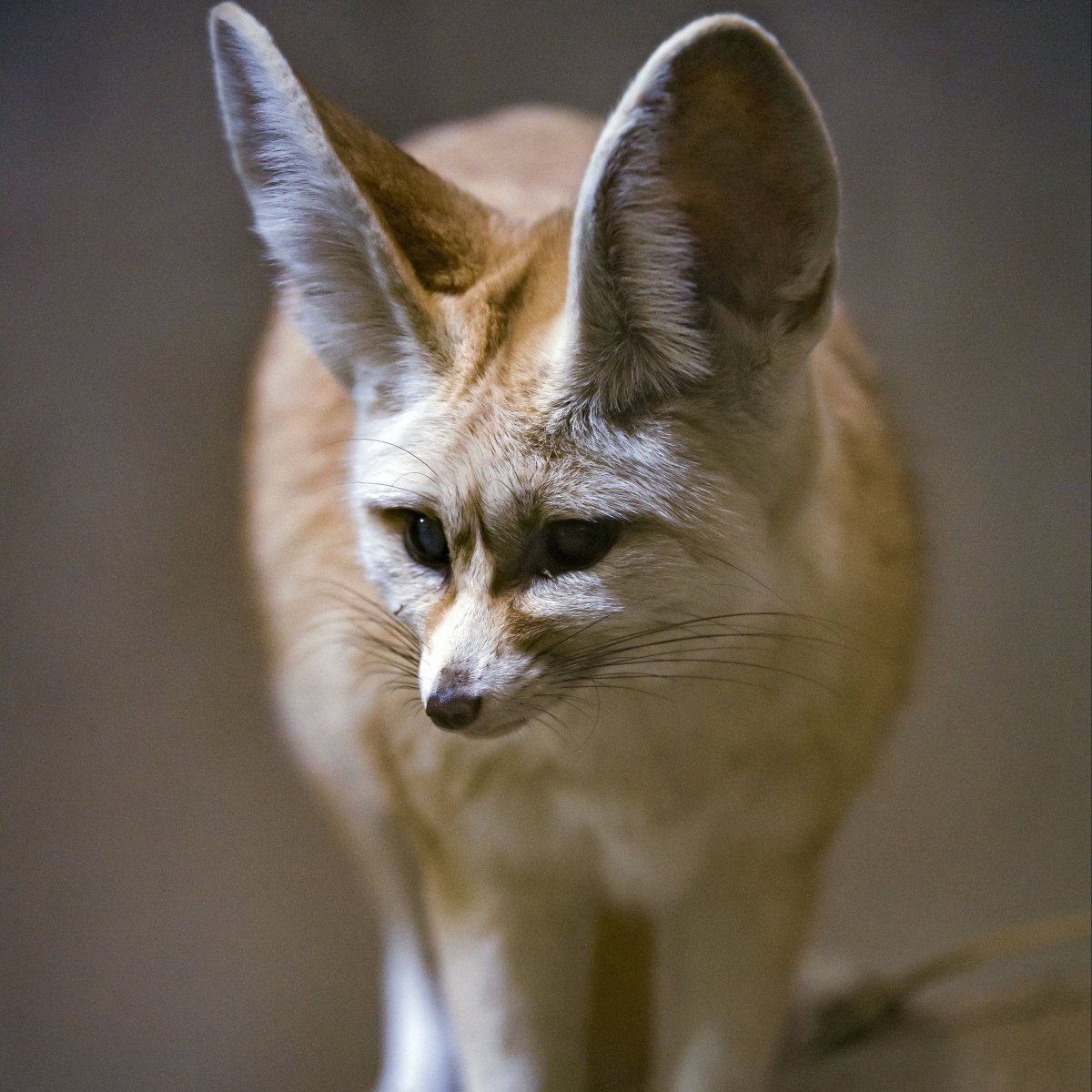 Фенек 2013 серебро