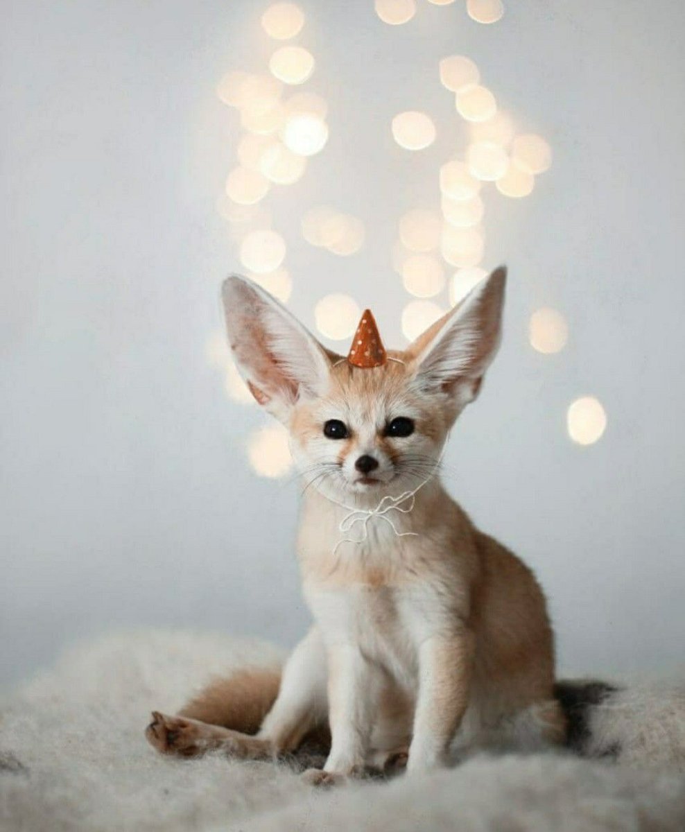 Фенек Фокси