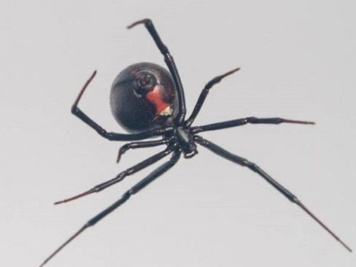 Latrodectus Mirabilis