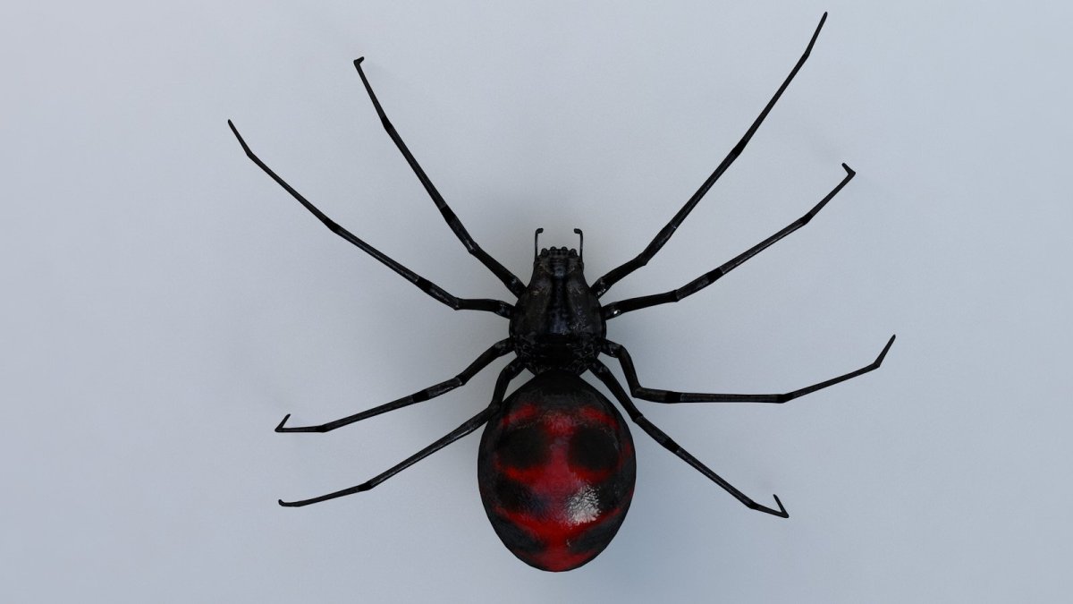 Паук сверху