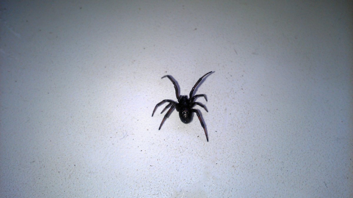 Черный Каракурт