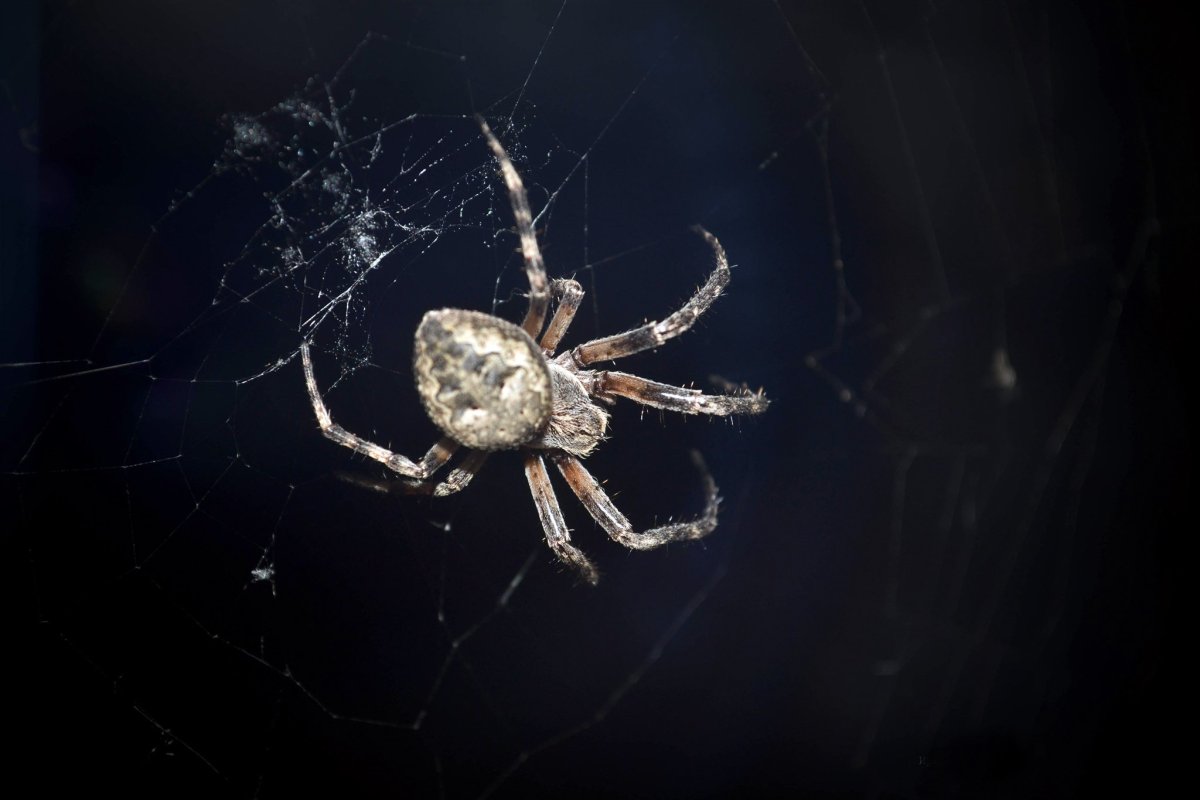 Мизгирь паук домашний черный