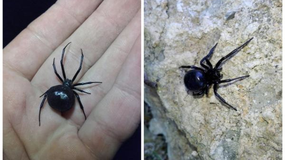 Астраханский паук Каракурт