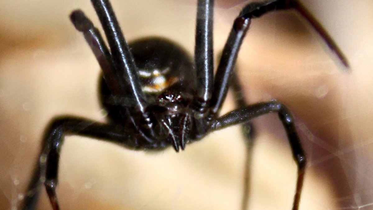 Черная вдова паук глаза