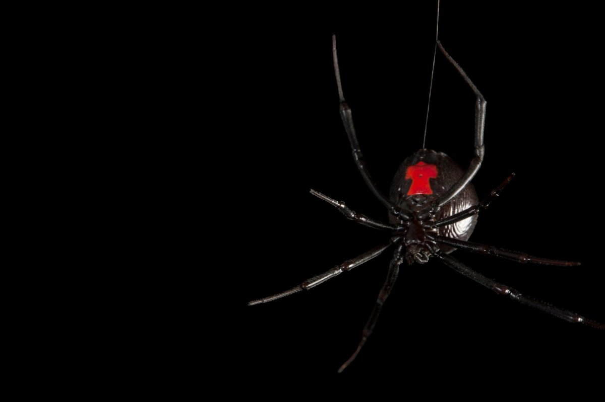 Черная вдова паук