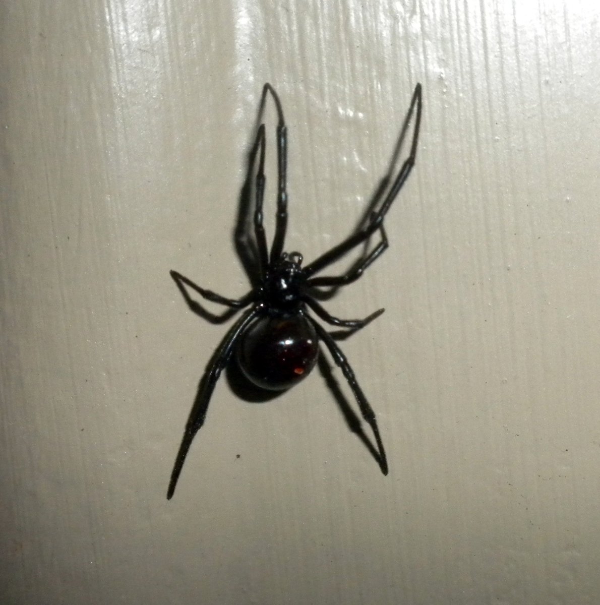 Чёрная вдова паук в Краснодарском крае