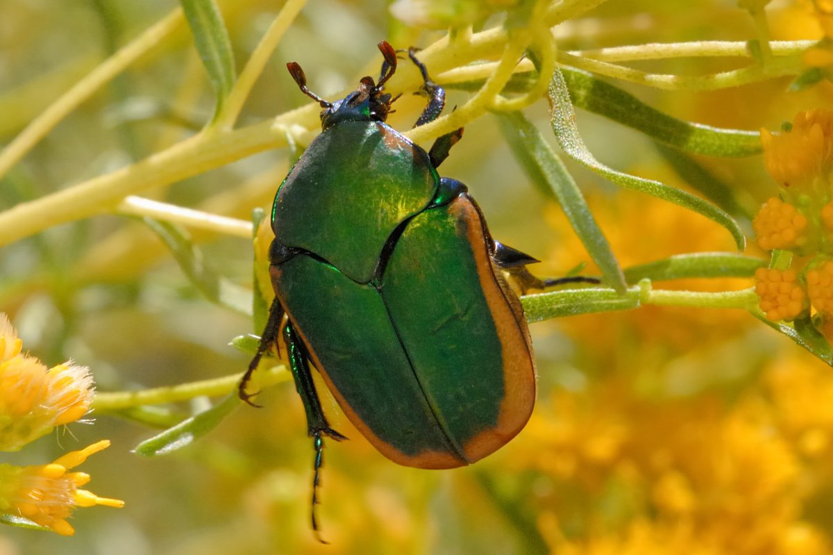 Жук с зеленой спиной жолты