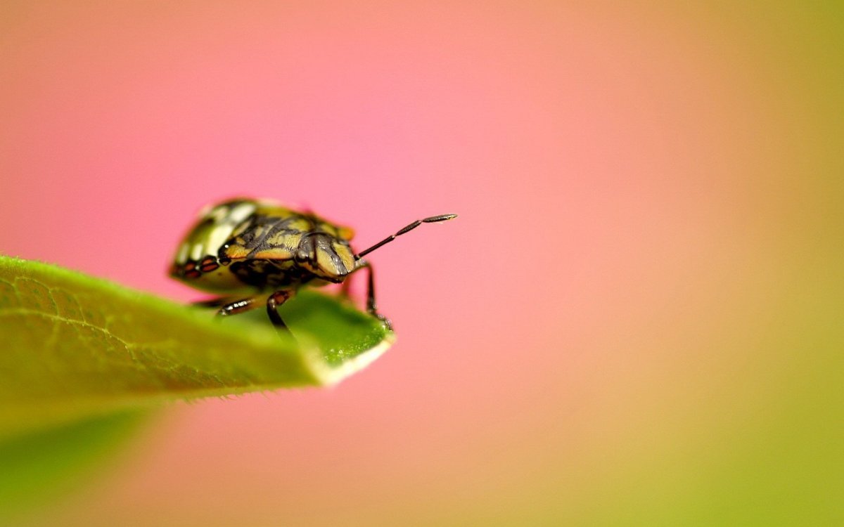 Обои с жуками