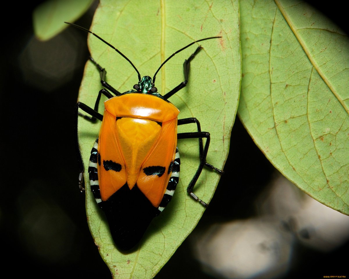 Catacanthus Incarnatus