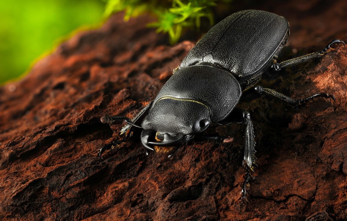 Жук фото животного в хорошем качестве