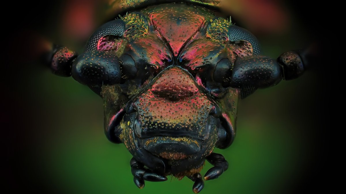 Sagra oberthuri Жук