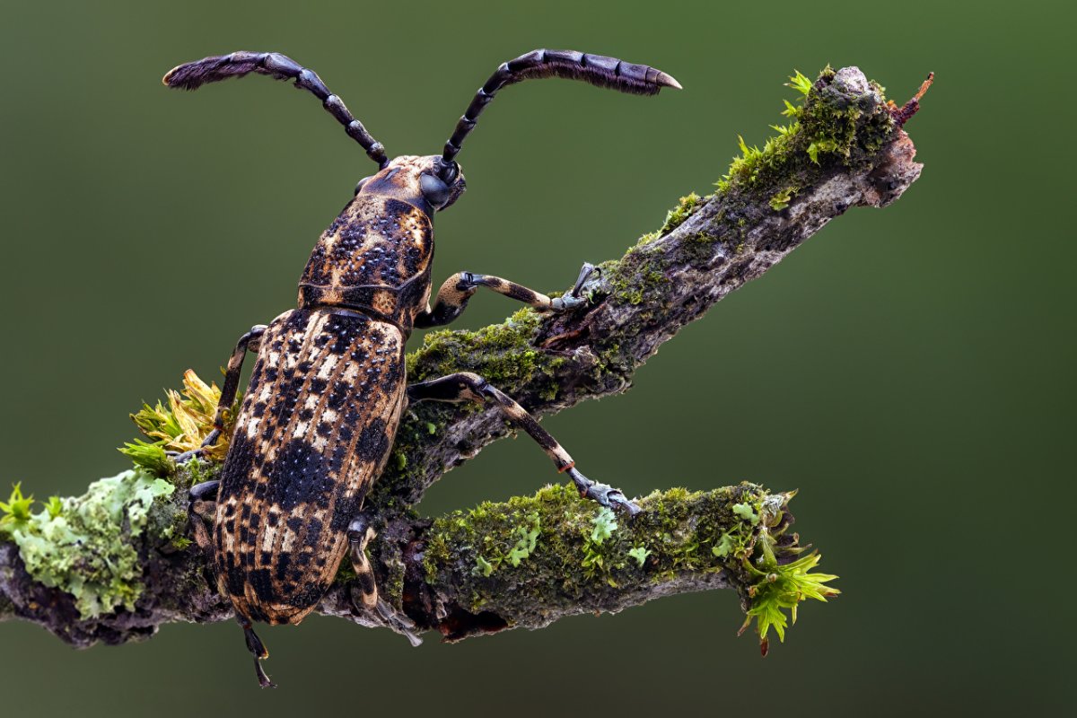 Обои на рабочий стол животные