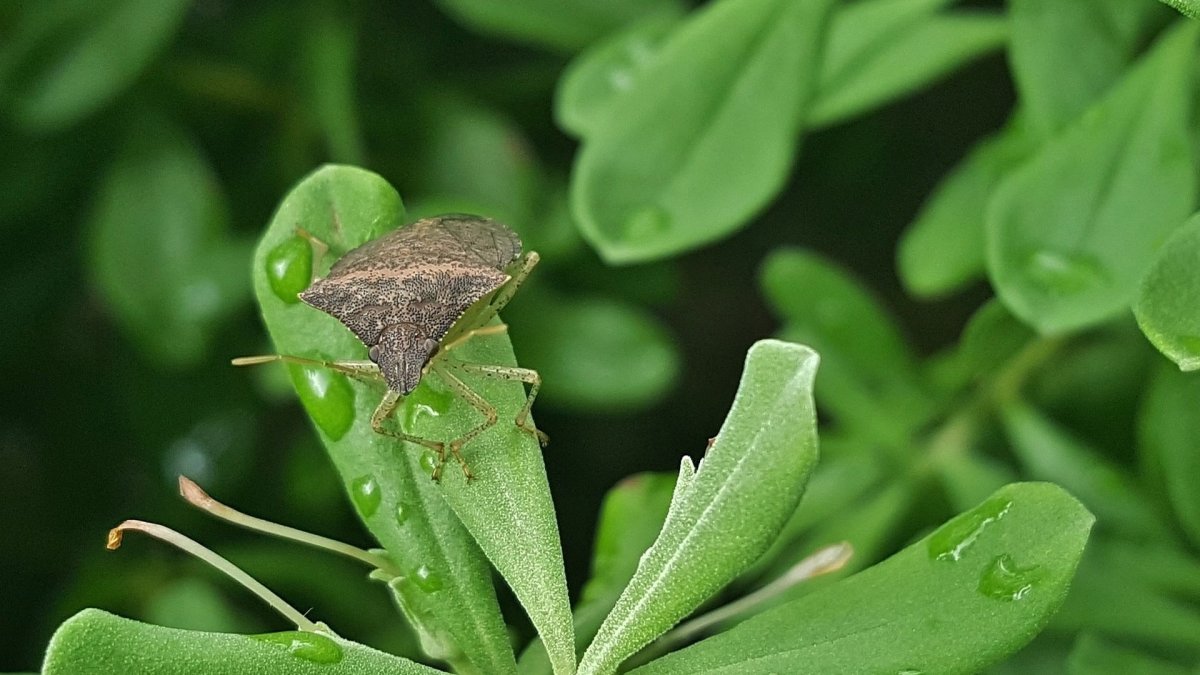 Клоп коричневый энтомология