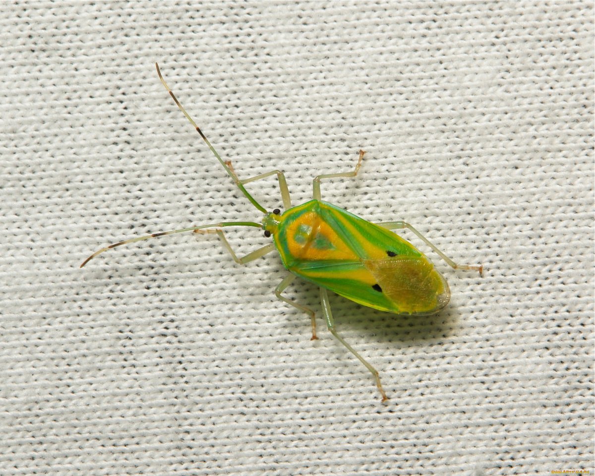 Обои с жуками на стену