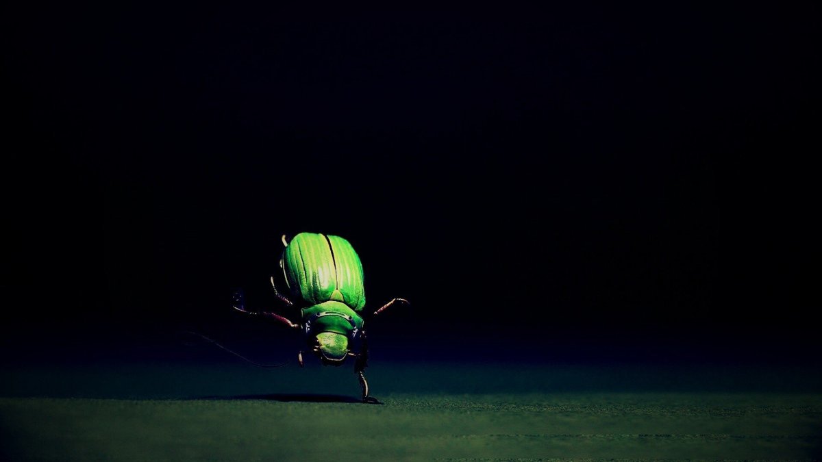 Обои на рабочий стол жуки