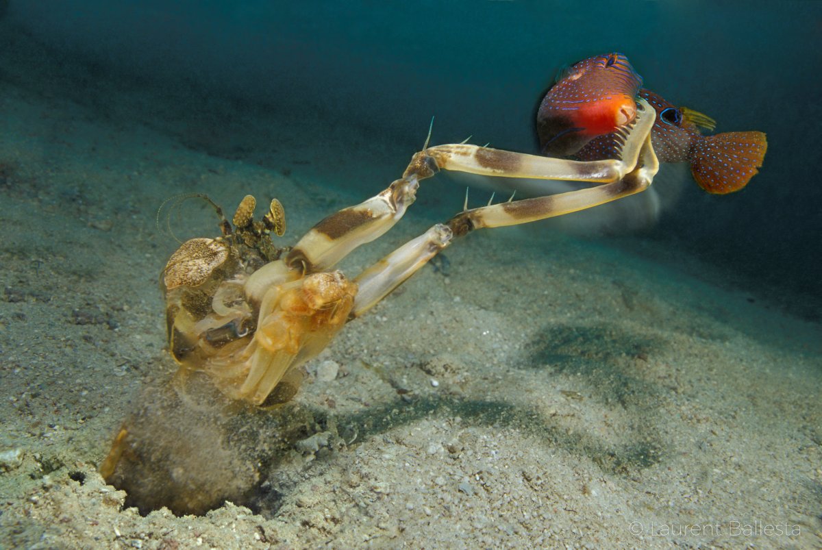 Креветка богомол хвататель