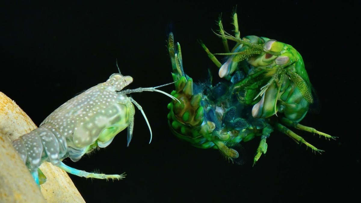 Морской богомол удар