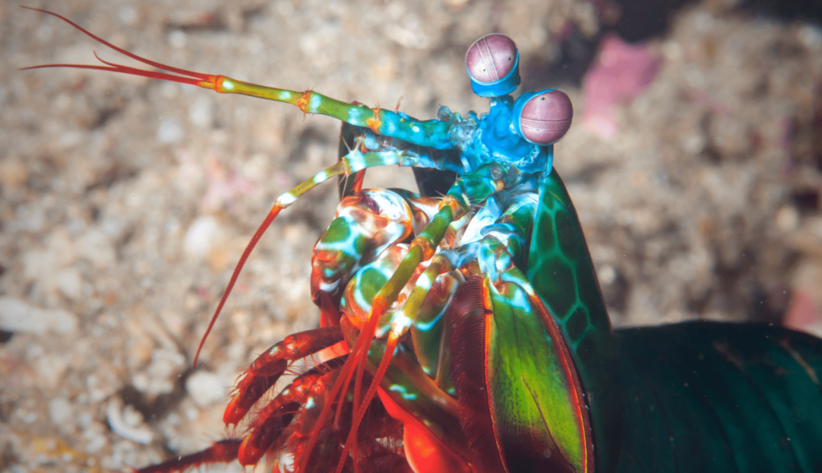 Креветка Мантис