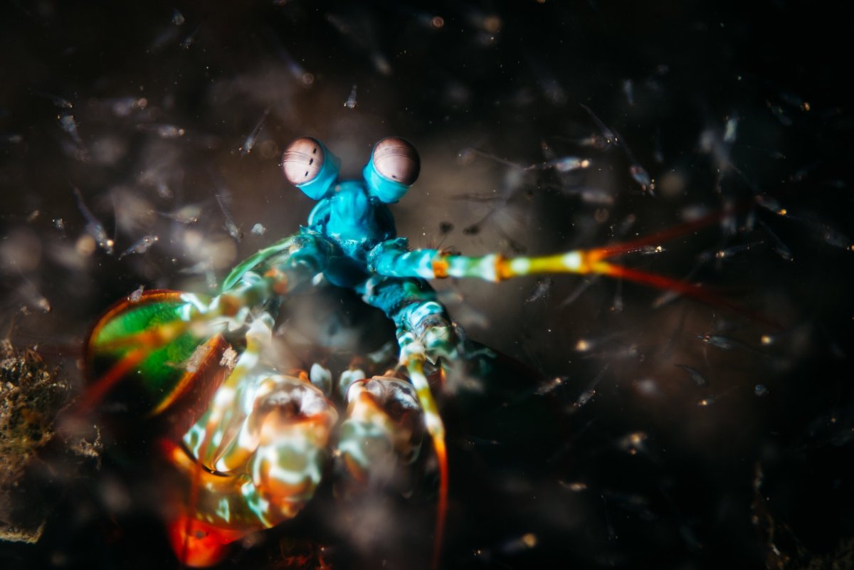 Жители на глубине Вселенной