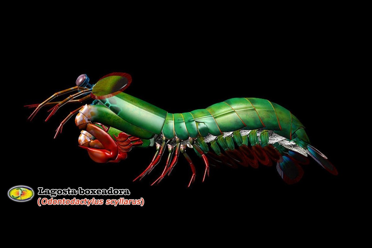 Лангуст богомол