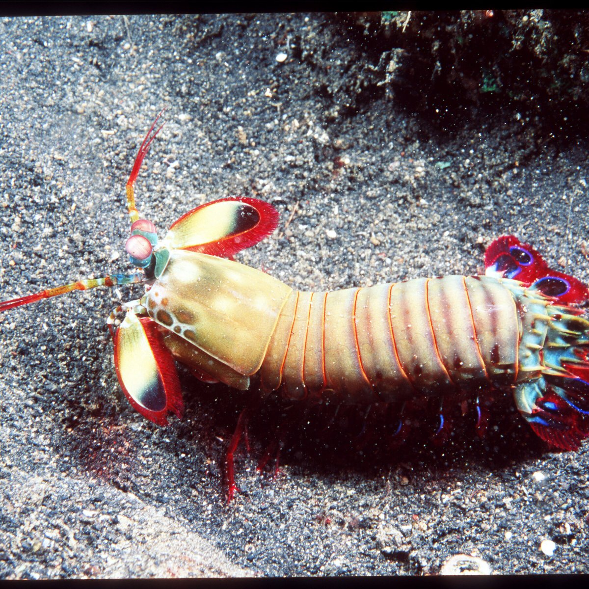 Рак-богомол протыкатель