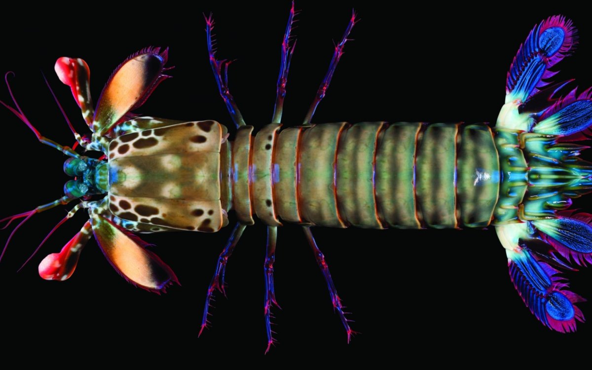 Odontodactylus scyllarus павлиновая креветка