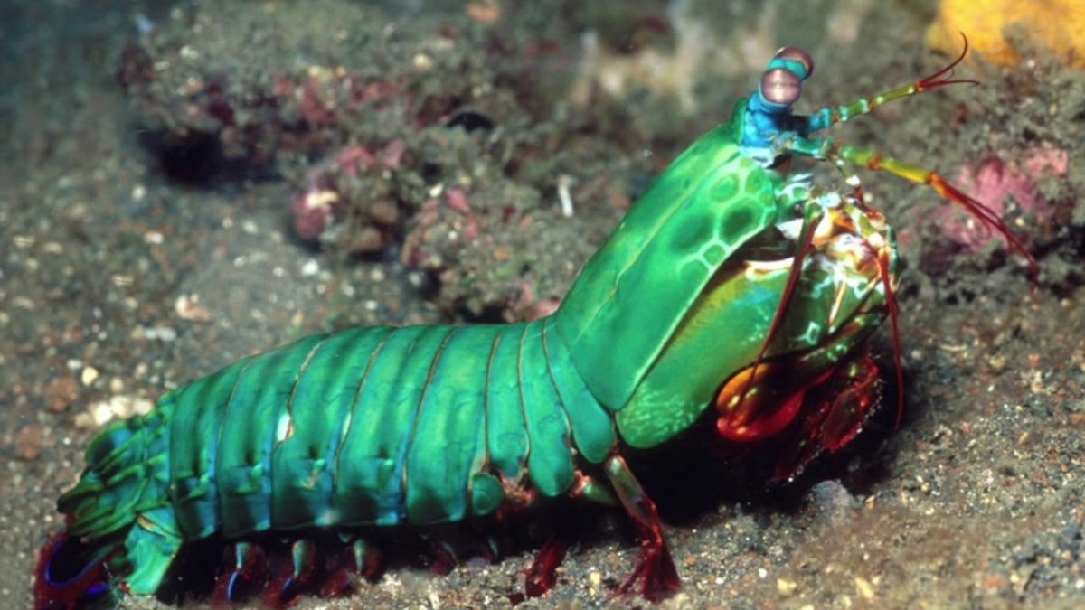 Япономорский рак-богомол