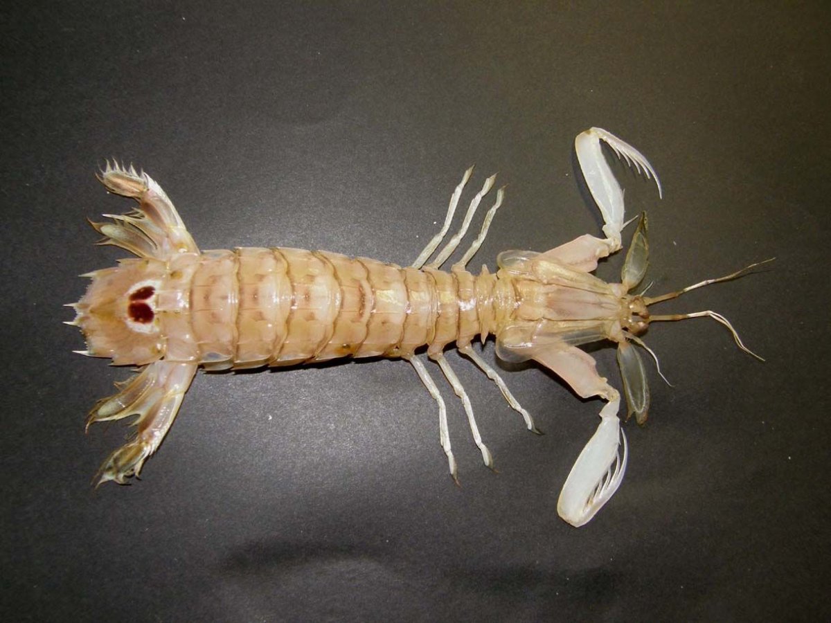 Рак-богомол Oratosquilla Oratoria