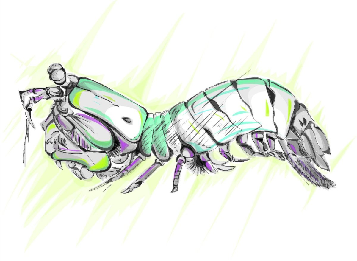 Крап богомол раскраска