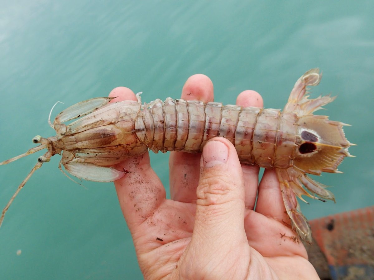 Мантис креветка Тайланд